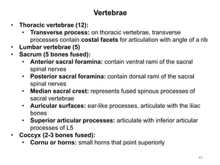 Vertebrae
43
• Thoracic vertebrae (12):
• Transverse process: on thoracic vertebrae, transverse
processes contain costal facets for articulation with angle of a rib
• Lumbar vertebrae (5)
• Sacrum (5 bones fused):
• Anterior sacral foramina: contain ventral rami of the sacral
spinal nerves
• Posterior sacral foramina: contain dorsal rami of the sacral
spinal nerves
• Median sacral crest: represents fused spinous processes of
sacral vertebrae
• Auricular surfaces: ear-like processes, articulate with the iliac
bones
• Superior articular processes: articulate with inferior articular
processes of L5
• Coccyx (2-3 bones fused):
• Cornu or horns: small horns that point superiorly
 