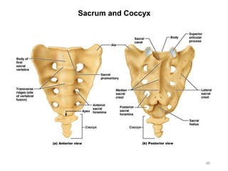 Sacrum and Coccyx
46
 