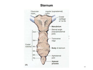 Sternum
48
 