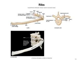 Ribs
50
 
