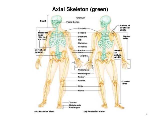 Activity 3 - Axial Skeleton