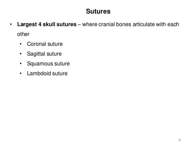 Activity 3 - Axial Skeleton