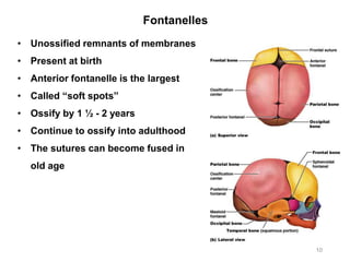 Fontanelles
10
• Unossified remnants of membranes
• Present at birth
• Anterior fontanelle is the largest
• Called “soft spots”
• Ossify by 1 ½ - 2 years
• Continue to ossify into adulthood
• The sutures can become fused in
old age
 
