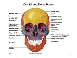 Cranial and Facial Bones
13
 