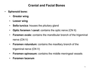 Cranial and Facial Bones
15
• Sphenoid bone:
• Greater wing
• Lesser wing
• Sella turcica: houses the pituitary gland
• Optic foramen / canal: contains the optic nerve (CN II)
• Foramen ovale: contains the mandibular branch of the trigeminal
nerve (CN V)
• Foramen rotundum: contains the maxillary branch of the
trigeminal nerve (CN V)
• Foramen spinosum: contains the middle meningeal vessels
• Foramen lacerum
 