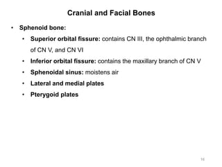 Cranial and Facial Bones
16
• Sphenoid bone:
• Superior orbital fissure: contains CN III, the ophthalmic branch
of CN V, and CN VI
• Inferior orbital fissure: contains the maxillary branch of CN V
• Sphenoidal sinus: moistens air
• Lateral and medial plates
• Pterygoid plates
 