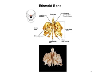 Ethmoid Bone
19
 