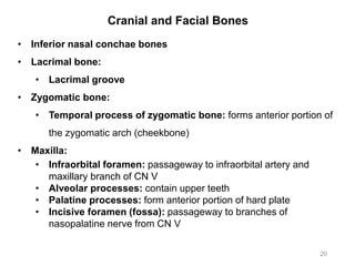Cranial and Facial Bones
20
• Inferior nasal conchae bones
• Lacrimal bone:
• Lacrimal groove
• Zygomatic bone:
• Temporal process of zygomatic bone: forms anterior portion of
the zygomatic arch (cheekbone)
• Maxilla:
• Infraorbital foramen: passageway to infraorbital artery and
maxillary branch of CN V
• Alveolar processes: contain upper teeth
• Palatine processes: form anterior portion of hard plate
• Incisive foramen (fossa): passageway to branches of
nasopalatine nerve from CN V
 