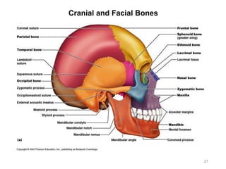 Cranial and Facial Bones
21
 