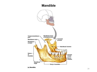Mandible
24
 
