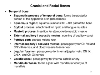 Cranial and Facial Bones
25
• Temporal bone:
• Zygomatic process of temporal bone: forms the posterior
portion of the zygomatic arch (cheekbone)
• Squamous region: squamous means flat – flat part of the bone
• Styloid process: attachment for hyoid and tongue muscles
• Mastoid process: insertion for sternocleidomastoid muscle
• External auditory / acoustic meatus: opening of auditory canal
• Petrous part: petrous means rock
• Internal auditory / acoustic meatus: passageway for CN VII and
CN VIII nerves, and blood vessels to inner ear
• Jugular foramen: passageway for internal jugular vein, CN IX,
CN X, and CN XI nerves
• Carotid canal: passageway for internal carotid artery
• Mandibular fossa: forms a joint with mandibular condyle of
mandible
 