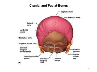 Cranial and Facial Bones
28
 