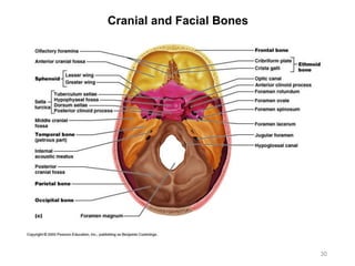 Cranial and Facial Bones
30
 