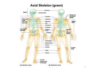 Axial Skeleton (green)
4
 