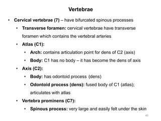 Vertebrae
40
• Cervical vertebrae (7) – have bifurcated spinous processes
• Transverse foramen: cervical vertebrae have transverse
foramen which contains the vertebral arteries
• Atlas (C1):
• Arch: contains articulation point for dens of C2 (axis)
• Body: C1 has no body – it has become the dens of axis
• Axis (C2):
• Body: has odontoid process (dens)
• Odontoid process (dens): fused body of C1 (atlas);
articulates with atlas
• Vertebra prominens (C7):
• Spinous process: very large and easily felt under the skin
 