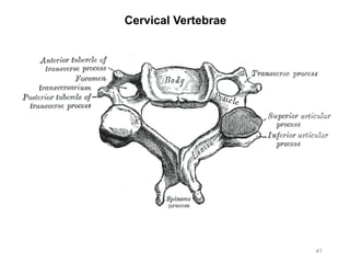 Cervical Vertebrae
41
 