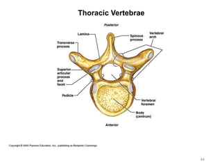 Thoracic Vertebrae
44
 