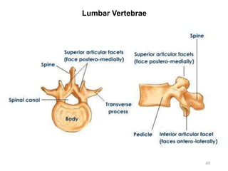 Lumbar Vertebrae
45
 