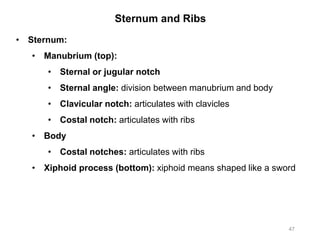 Sternum and Ribs
47
• Sternum:
• Manubrium (top):
• Sternal or jugular notch
• Sternal angle: division between manubrium and body
• Clavicular notch: articulates with clavicles
• Costal notch: articulates with ribs
• Body
• Costal notches: articulates with ribs
• Xiphoid process (bottom): xiphoid means shaped like a sword
 