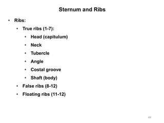 Sternum and Ribs
49
• Ribs:
• True ribs (1-7):
• Head (capitulum)
• Neck
• Tubercle
• Angle
• Costal groove
• Shaft (body)
• False ribs (8-12)
• Floating ribs (11-12)
 