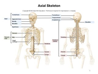 Axial Skeleton
5
 