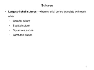 Sutures
6
• Largest 4 skull sutures – where cranial bones articulate with each
other
• Coronal suture
• Sagittal suture
• Squamous suture
• Lambdoid suture
 