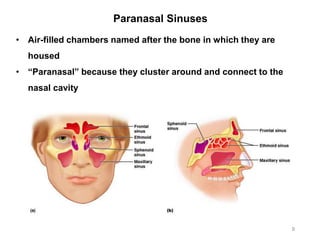 Paranasal Sinuses
9
• Air-filled chambers named after the bone in which they are
housed
• “Paranasal” because they cluster around and connect to the
nasal cavity
 
