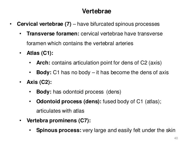 Activity 3 - Axial Skeleton