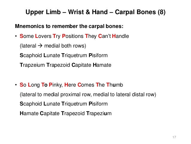Activity 4 Appendicular Skeleton