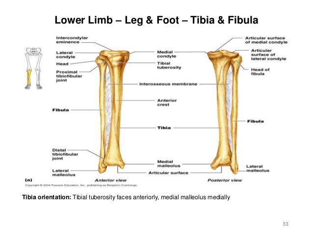 Activity 4 - Appendicular Skeleton
