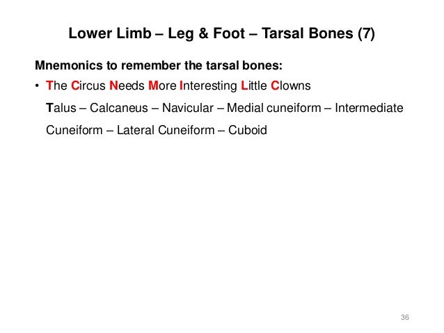 Activity 4 - Appendicular Skeleton