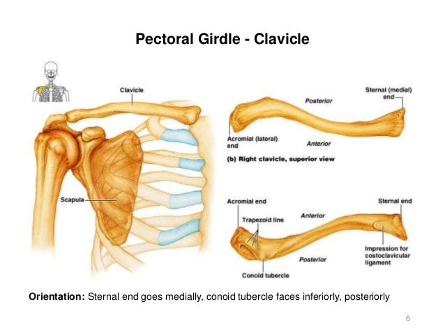 Activity 4 - Appendicular Skeleton