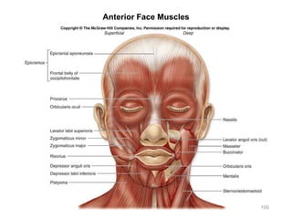 Anterior Face Muscles
100
 