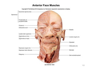 Anterior Face Muscles
101
 
