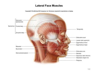 Lateral Face Muscles
102
 