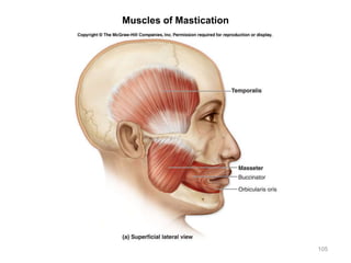 Muscles of Mastication
105
 