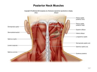 Posterior Neck Muscles
107
 