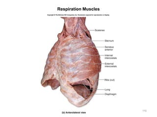 Respiration Muscles
110
 