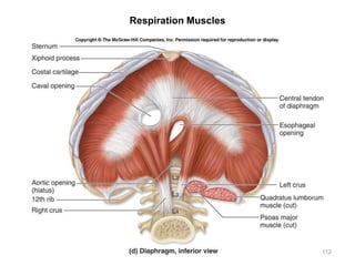 Respiration Muscles
112
 