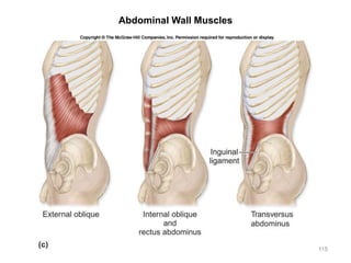 Abdominal Wall Muscles
115
 