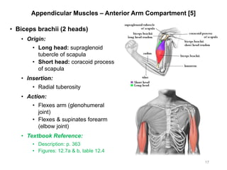 Appendicular Muscles – Anterior Arm Compartment [5]
• Biceps brachii (2 heads)
• Origin:
• Long head: supraglenoid
tubercle of scapula
• Short head: coracoid process
of scapula
• Insertion:
• Radial tuberosity
• Action:
• Flexes arm (glenohumeral
joint)
• Flexes & supinates forearm
(elbow joint)
• Textbook Reference:
• Description: p. 363
• Figures: 12.7a & b, table 12.4
17
 