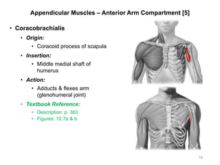Appendicular Muscles – Anterior Arm Compartment [5]
• Coracobrachialis
• Origin:
• Coracoid process of scapula
• Insertion:
• Middle medial shaft of
humerus
• Action:
• Adducts & flexes arm
(glenohumeral joint)
• Textbook Reference:
• Description: p. 363
• Figures: 12.7a & b
18
 