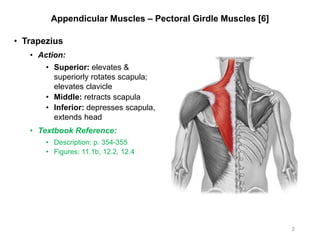 Appendicular Muscles – Pectoral Girdle Muscles [6]
• Trapezius
• Action:
• Superior: elevates &
superiorly rotates scapula;
elevates clavicle
• Middle: retracts scapula
• Inferior: depresses scapula,
extends head
• Textbook Reference:
• Description: p. 354-355
• Figures: 11.1b, 12.2, 12.4
2
 