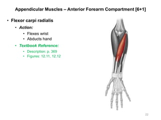 Appendicular Muscles – Anterior Forearm Compartment [6+1]
• Flexor carpi radialis
• Action:
• Flexes wrist
• Abducts hand
• Textbook Reference:
• Description: p. 369
• Figures: 12.11, 12.12
22
 