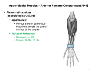 Appendicular Muscles – Anterior Forearm Compartment [6+1]
• Flexor retinaculum
(associated structure)
• Significance:
• Fibrous band of connective
tissue that covers the palmar
surface of the carpals
• Textbook Reference:
• Description: p. 366
• Figures: 12.11a, 12.14a
27
 