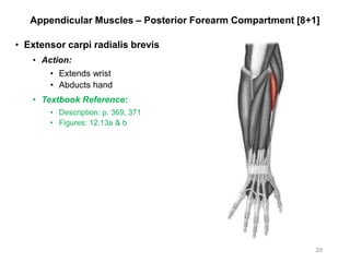 Appendicular Muscles – Posterior Forearm Compartment [8+1]
• Extensor carpi radialis brevis
• Action:
• Extends wrist
• Abducts hand
• Textbook Reference:
• Description: p. 369, 371
• Figures: 12.13a & b
29
 