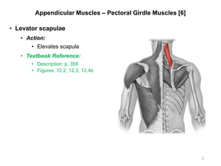 Appendicular Muscles – Pectoral Girdle Muscles [6]
• Levator scapulae
• Action:
• Elevates scapula
• Textbook Reference:
• Description: p. 355
• Figures: 12.2, 12.3, 12.4b
3
 