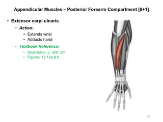 Appendicular Muscles – Posterior Forearm Compartment [8+1]
• Extensor carpi ulnaris
• Action:
• Extends wrist
• Adducts hand
• Textbook Reference:
• Description: p. 369, 371
• Figures: 12.13a & b
30
 