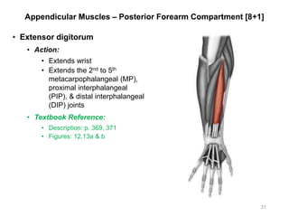 Appendicular Muscles – Posterior Forearm Compartment [8+1]
• Extensor digitorum
• Action:
• Extends wrist
• Extends the 2nd to 5th
metacarpophalangeal (MP),
proximal interphalangeal
(PIP), & distal interphalangeal
(DIP) joints
• Textbook Reference:
• Description: p. 369, 371
• Figures: 12.13a & b
31
 