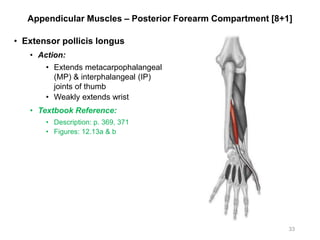 Appendicular Muscles – Posterior Forearm Compartment [8+1]
• Extensor pollicis longus
• Action:
• Extends metacarpophalangeal
(MP) & interphalangeal (IP)
joints of thumb
• Weakly extends wrist
• Textbook Reference:
• Description: p. 369, 371
• Figures: 12.13a & b
33
 